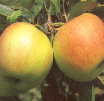 Biologische Handappel (Malus x domestica 'James Grieve') D 26 H 150 cm