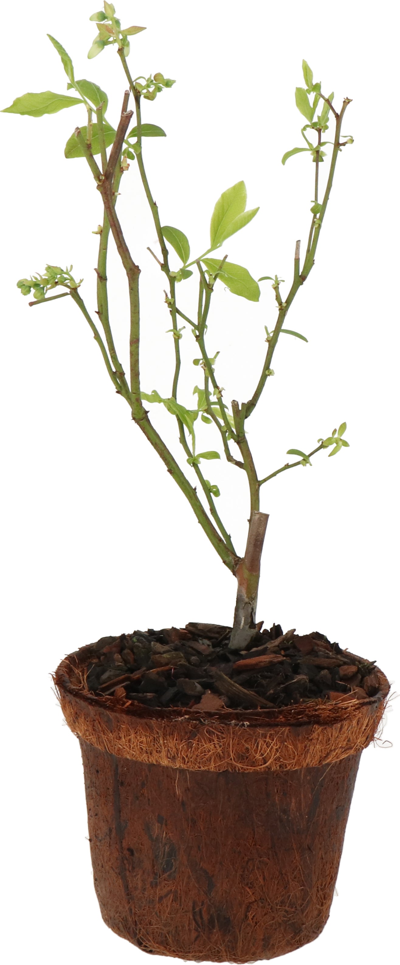 Blauwe bes (Vaccinium corymbosum 'Northland') D 13 H 30 cm