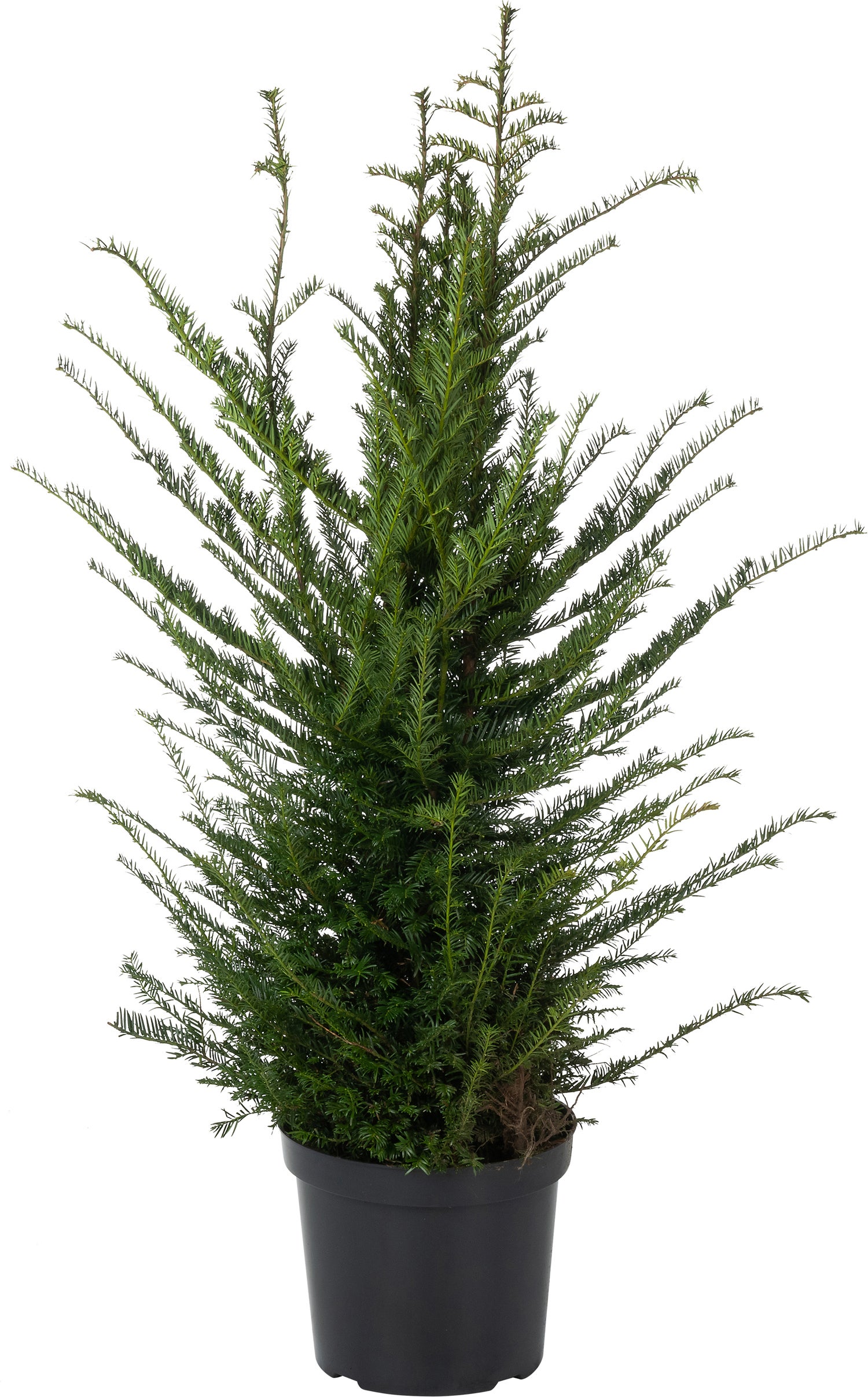 Taxus (Taxus baccata) D 30 H 120 cm
