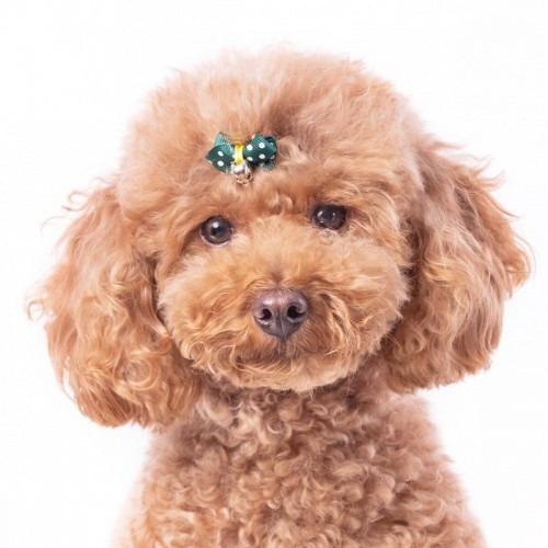 Segunda-feira, Carmen Green Ribbon