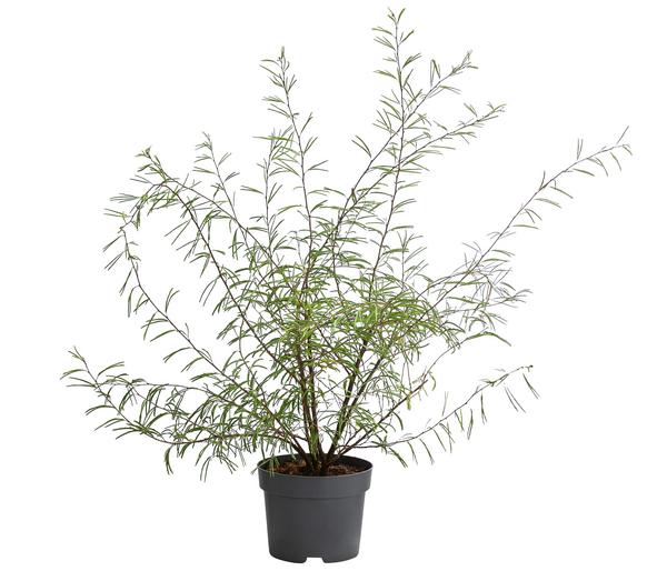 Rosa Puderquastenstrauch