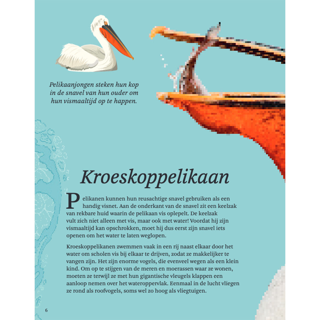 Uitgeverij lannoo het dikke boek van alle bijzondere vogels