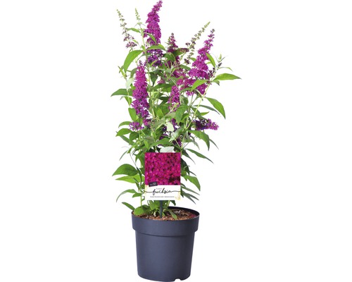 Buddleia FloraSelf Buddleja davidii 'Funky Fuchsia' H 60-80 cm Co 4,5 L