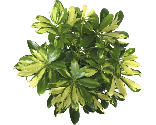 Schefflera arboricola 'Gerda' FloraSelf, H 45-55 cm, pot Ø 13 cm
