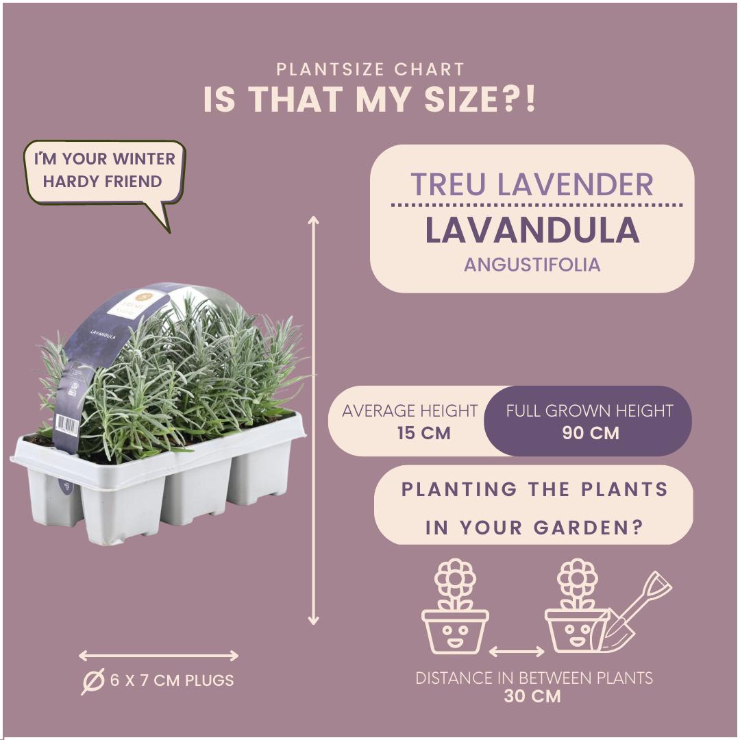 Lavande angustifolia - 8 packs de 6