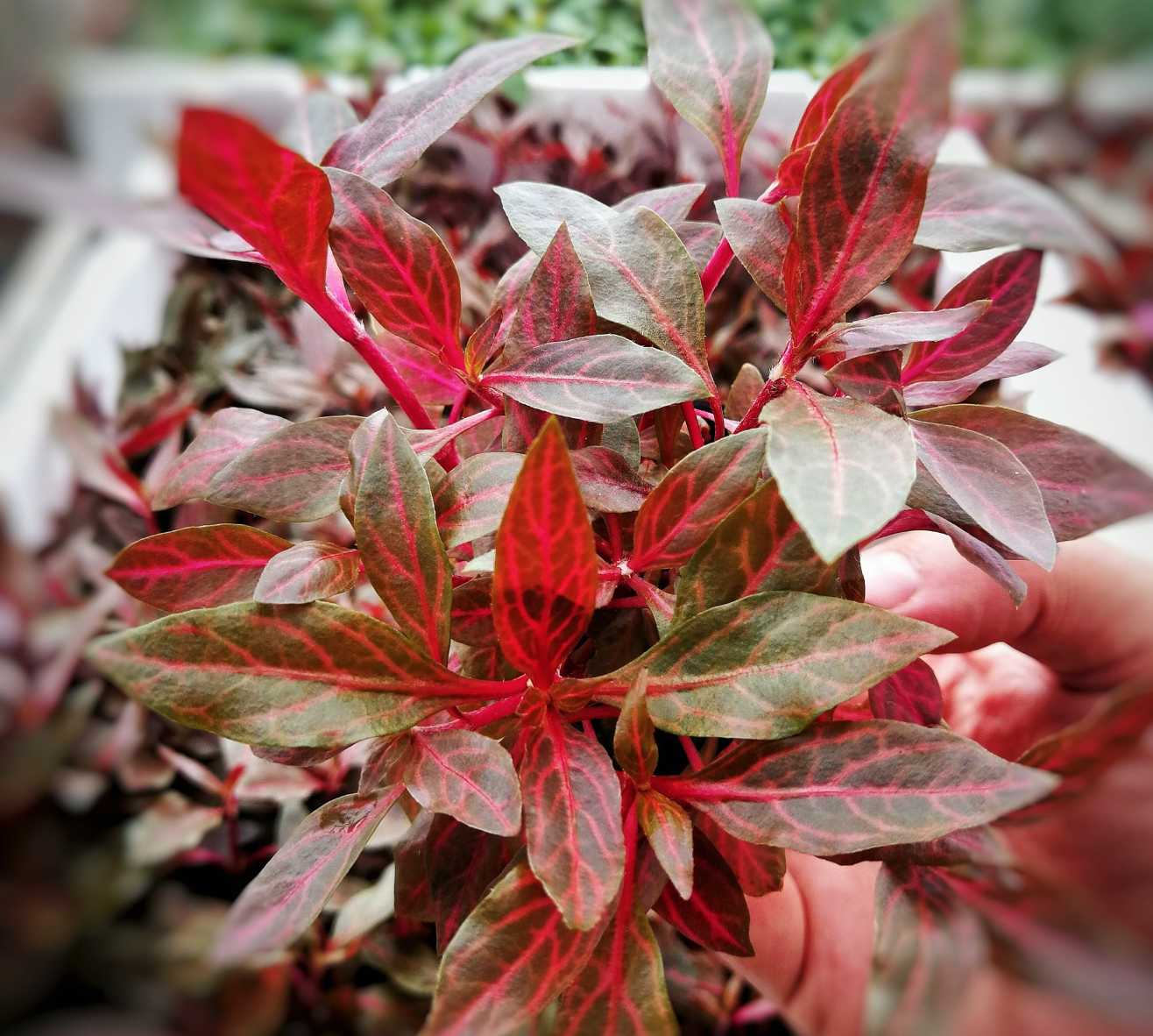 Waterplant Alternanthera Reineckii 'Rosanervig'