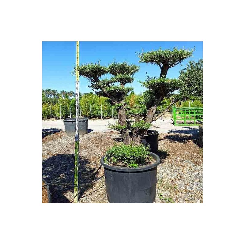 Olea europaea (oliviers) multi-plateaux blanc - taille multi-plateaux - pot 375l - 200/250cm