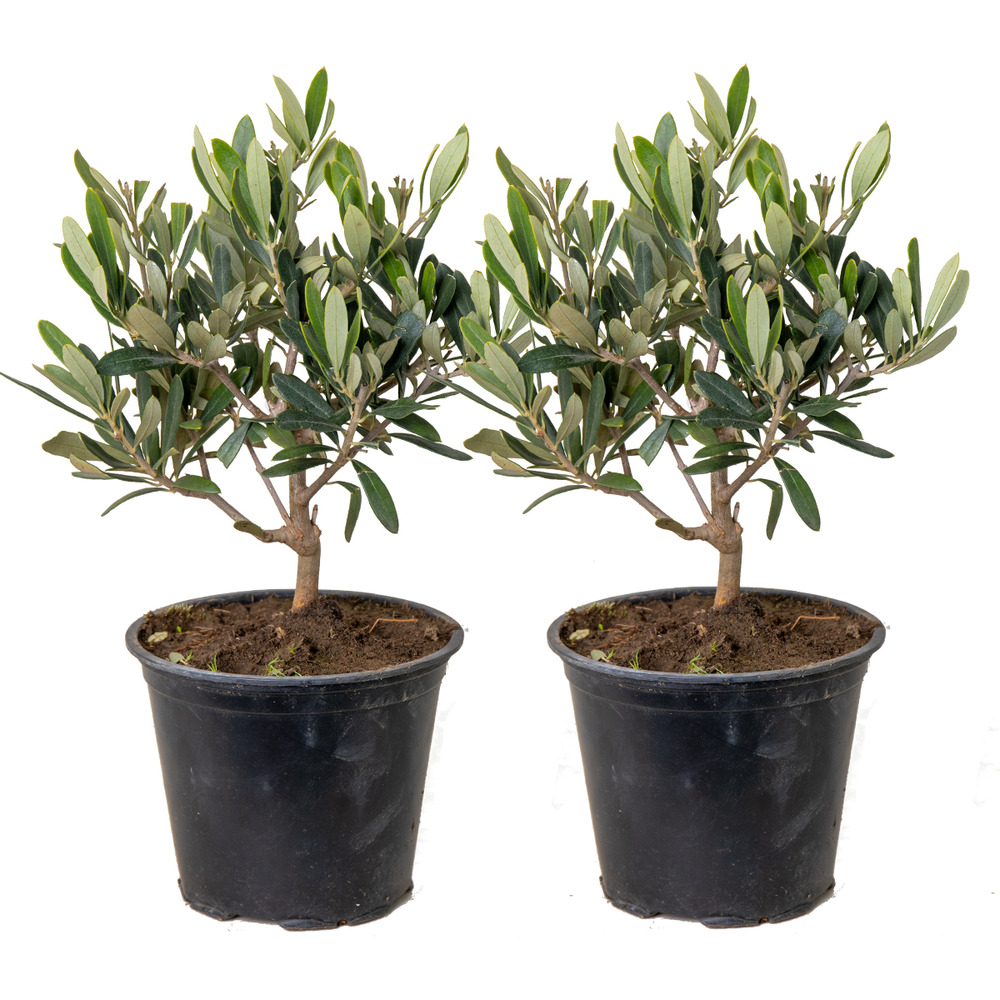 2x olea europaea - olivier - arbre méditerranéen - rustique – ⌀14 cm - ↕20-30 cm