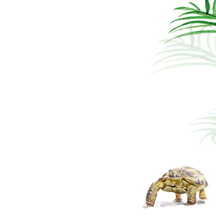 Michelle Dujardin | Vaderdagkaart | schildpad