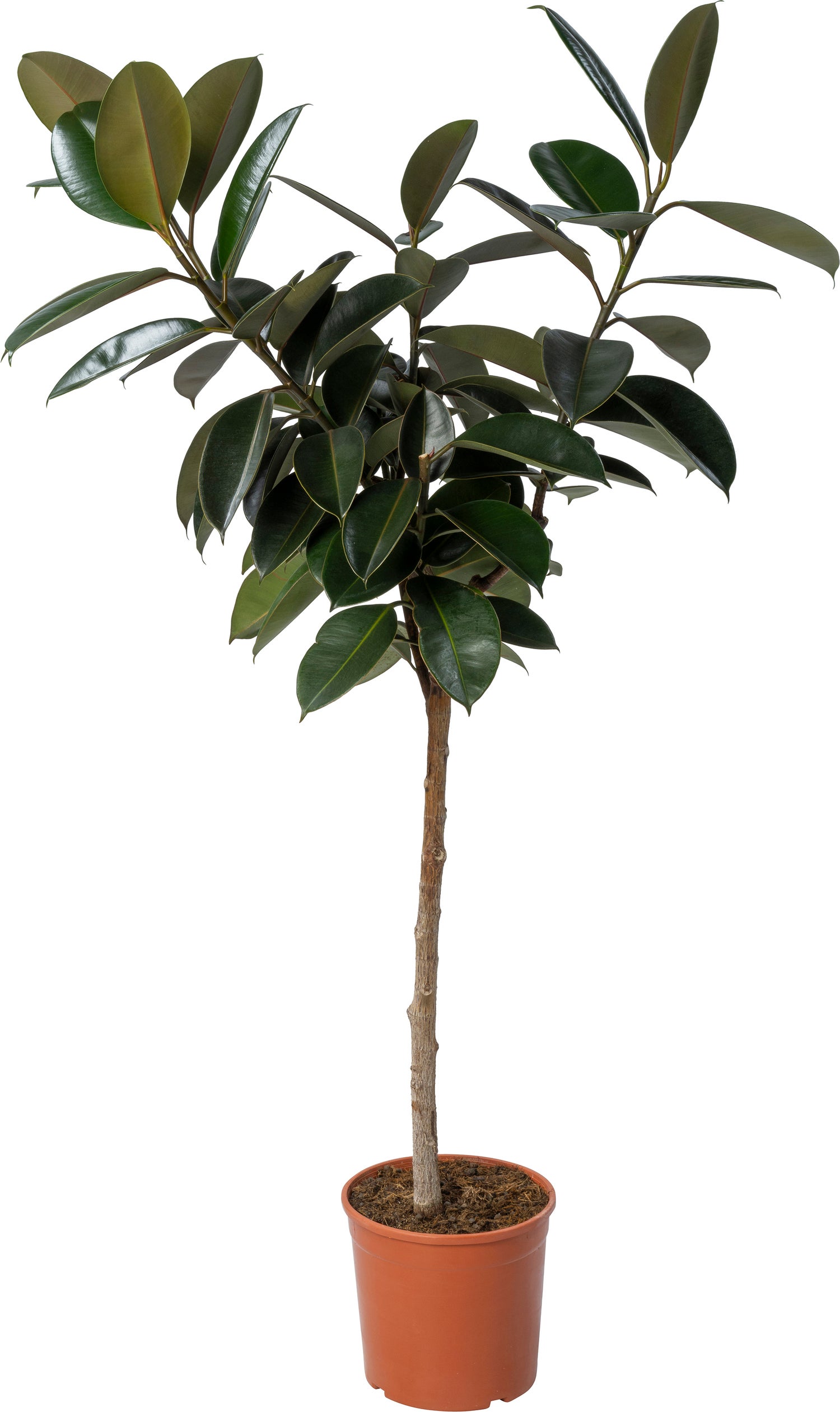 Rubberboom (Ficus elastica 'Abidjan') D 24 H 120 cm
