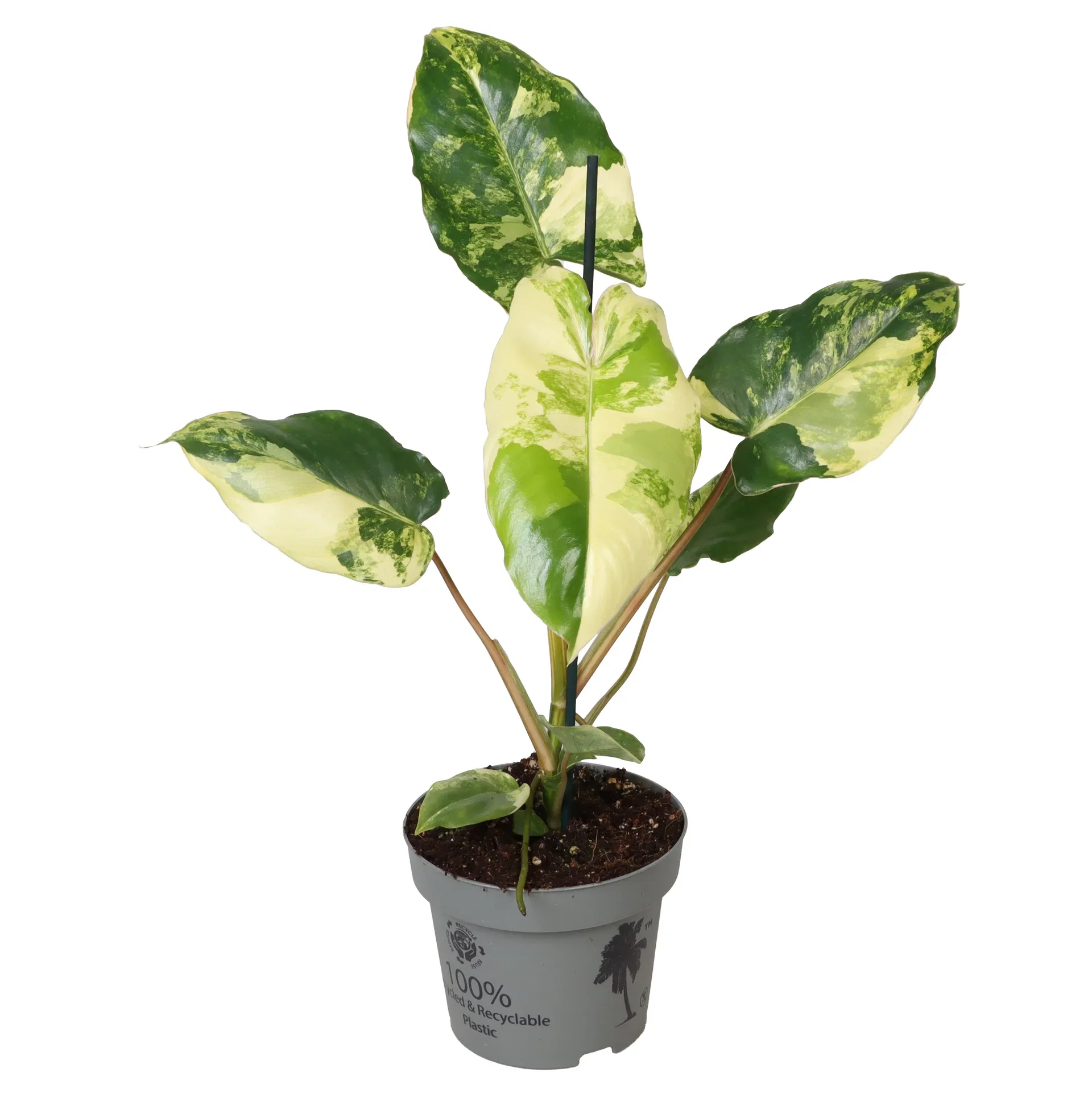 Philodendron 'Burle Marx Variegata' Philodendron 'Burle Marx Variegata' Ø12 cm