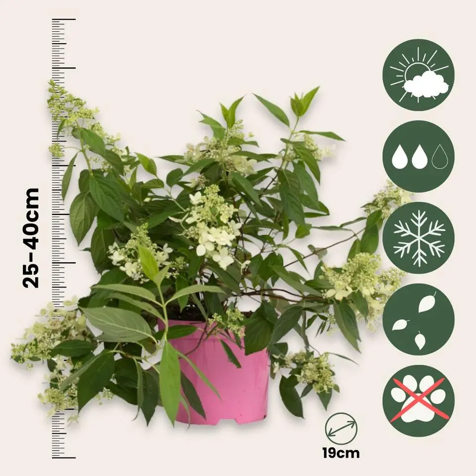 Pluimhortensia - Hydrangea paniculata 'Confetti' - Hoogte 25-40cm - ⌀19cm