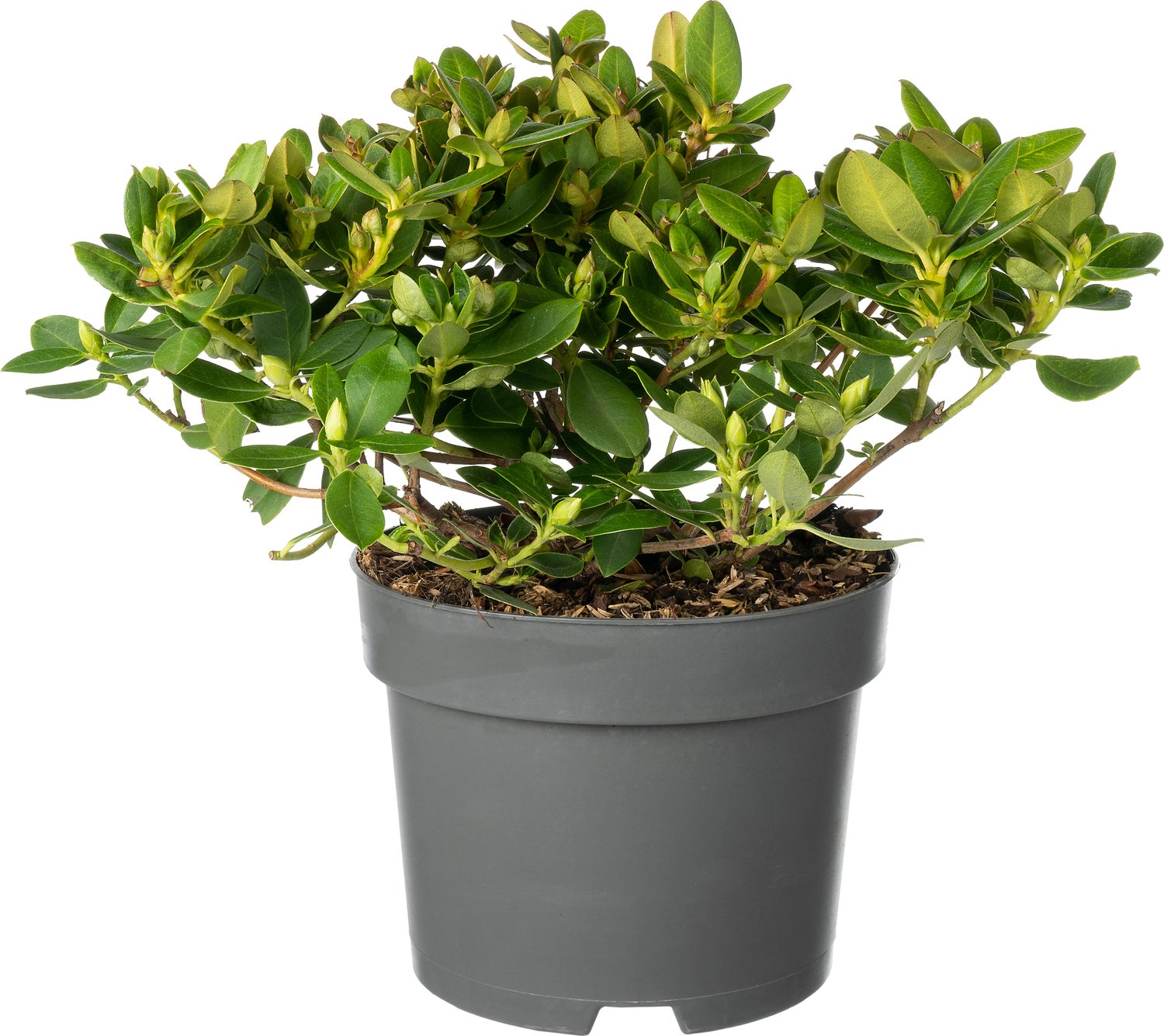 Rhododendron (Rhododendron forrestii hybride 'Shamrock') D 17 H 20 cm