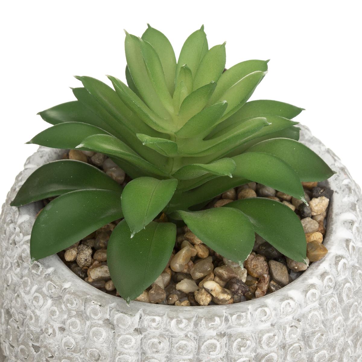 PLANTE GRASSE BOUDDHA CIMENT VIA H.13CM