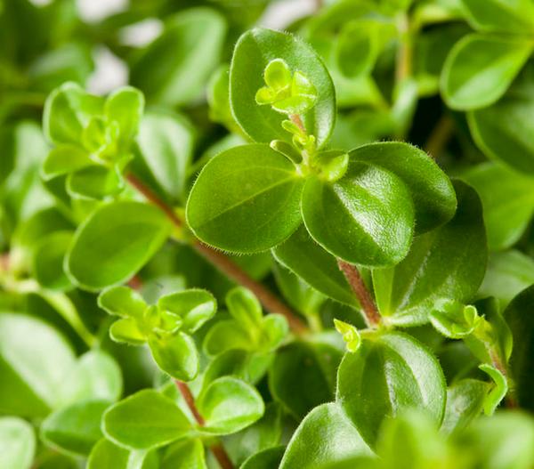 Peperomie - Peperomia rotundifolia