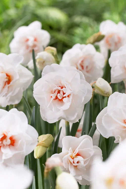 Narcissus x incomparabilis 'Acropolis' Påskelilje 'Acropolis'