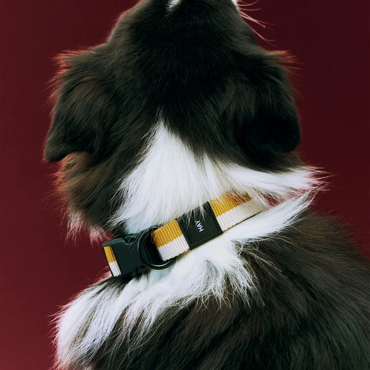 HAY - Dogs Hundehalsband, M/L, blau / schwarz