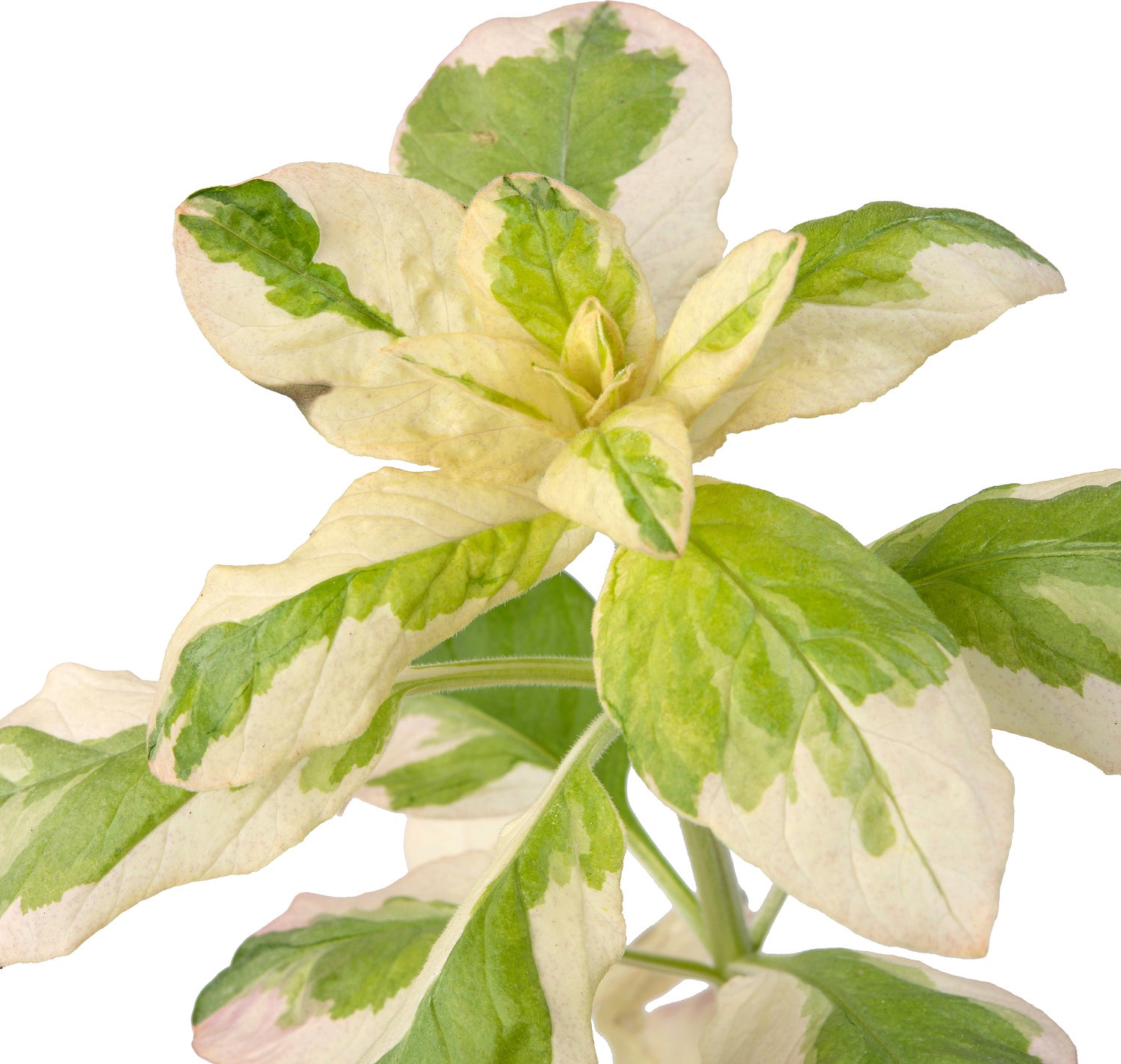 Bonte Moeraswederik (Lysimachia punctata 'Variegata') D 9 H 20 cm