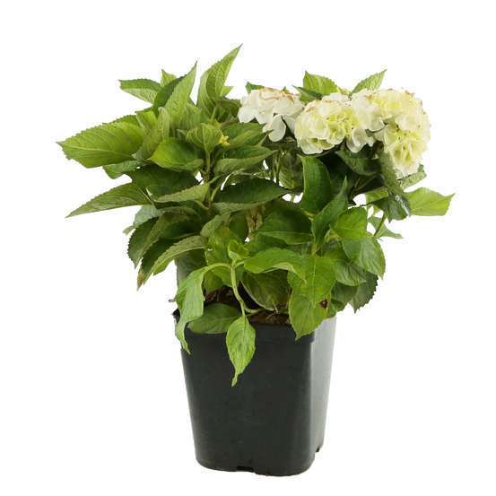 Hydrangea macrophylla Wudu ® : 5L (blanc)