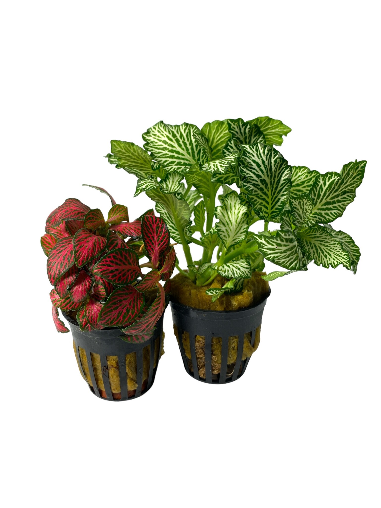 Plant Fittonia Albivenis Forest Flame Red