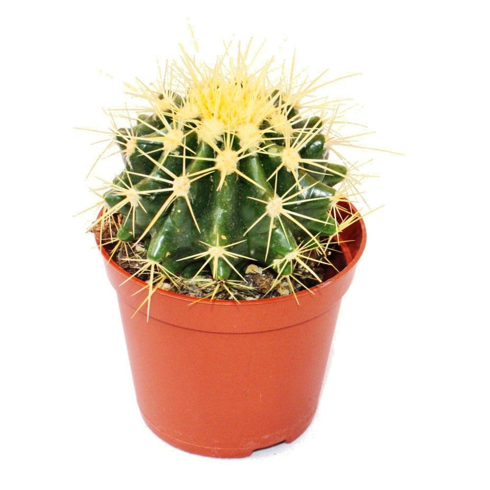 Echinocactus grusonii - chaise de belle-mère - dans un pot de 5,5 cm
