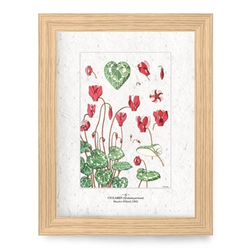 Affiche à planter a4 - cyclamen