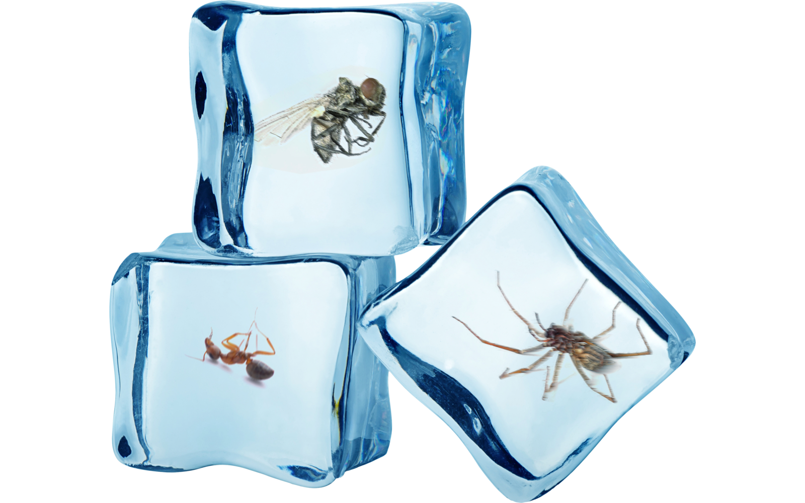 Swissinno Insekten Frostspray - insektizidfrei-