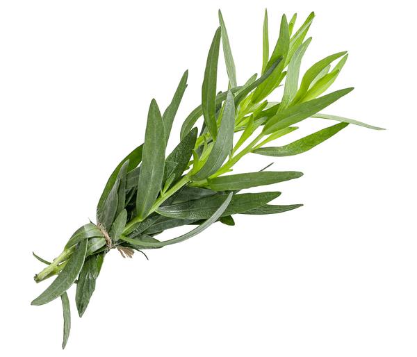 Estragon