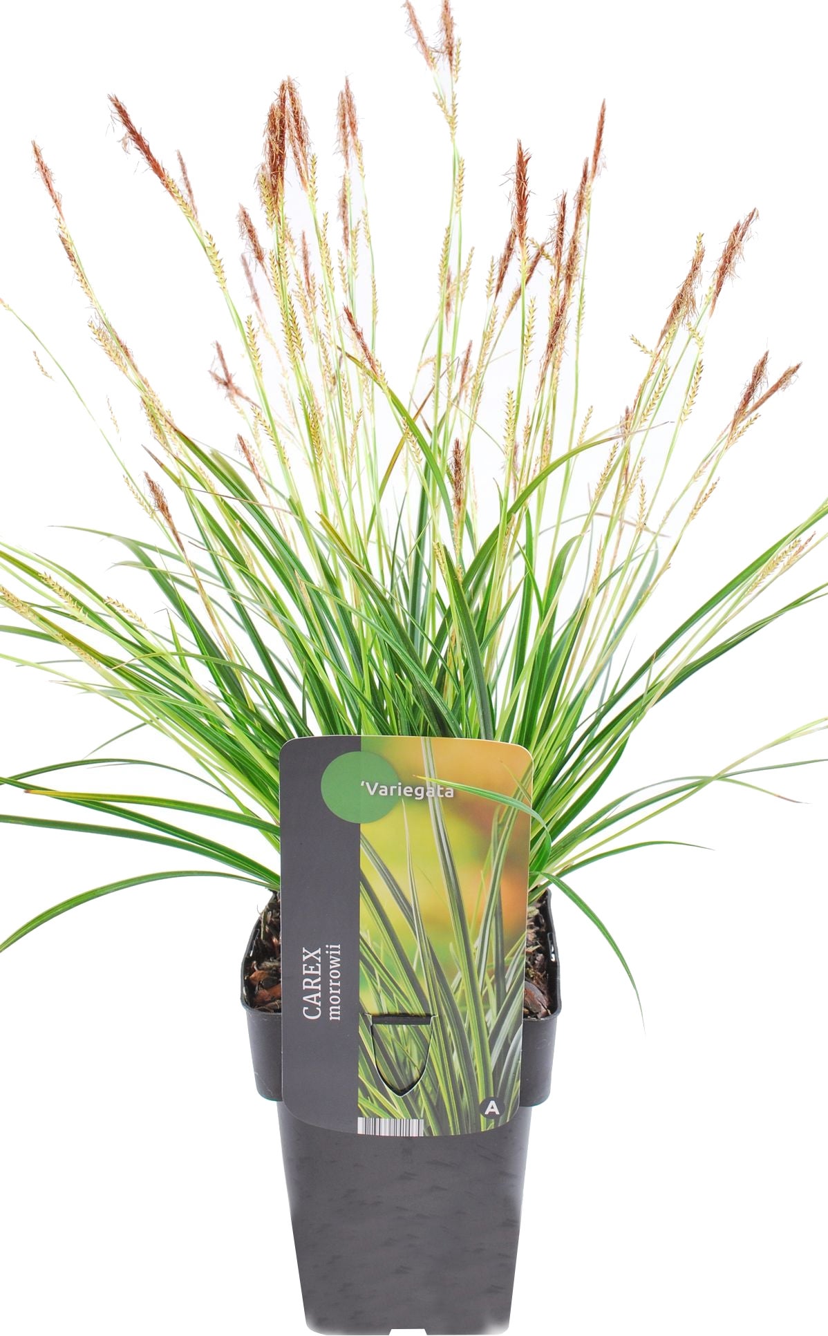 Japanse Zegge (Carex morrowii 'Variegata') D 17 H 40 cm