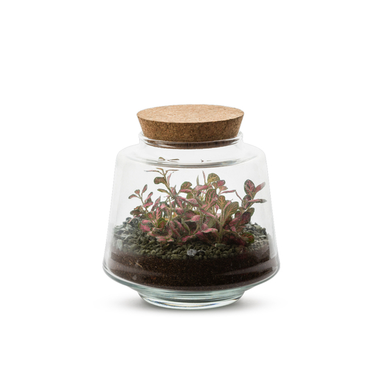 Terrarium fermé autonome Itzumi