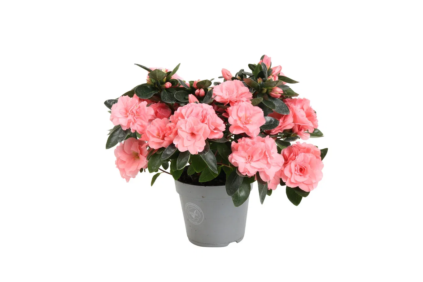 Rhododendron simsii 'Aiko Intense Rose' Asalea 'Aiko Intens Rose' Ø12 cm