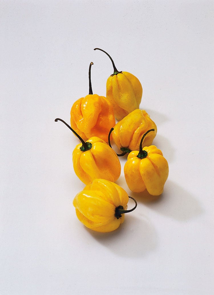 Surinaamse Peper Geel (Capsicum annuum)