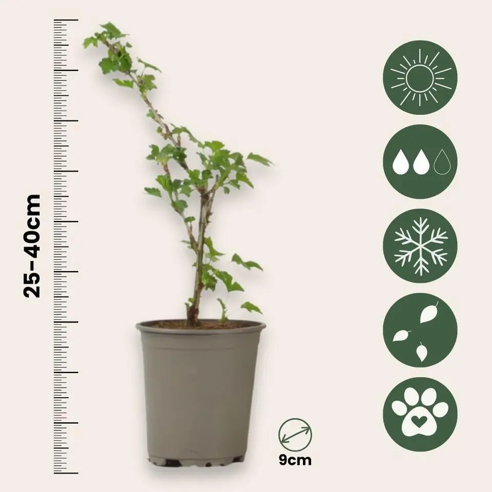 Kruisbes - Set van 3 - Ribes uva- crispa - Hoogte 25-40cm - ⌀9cm