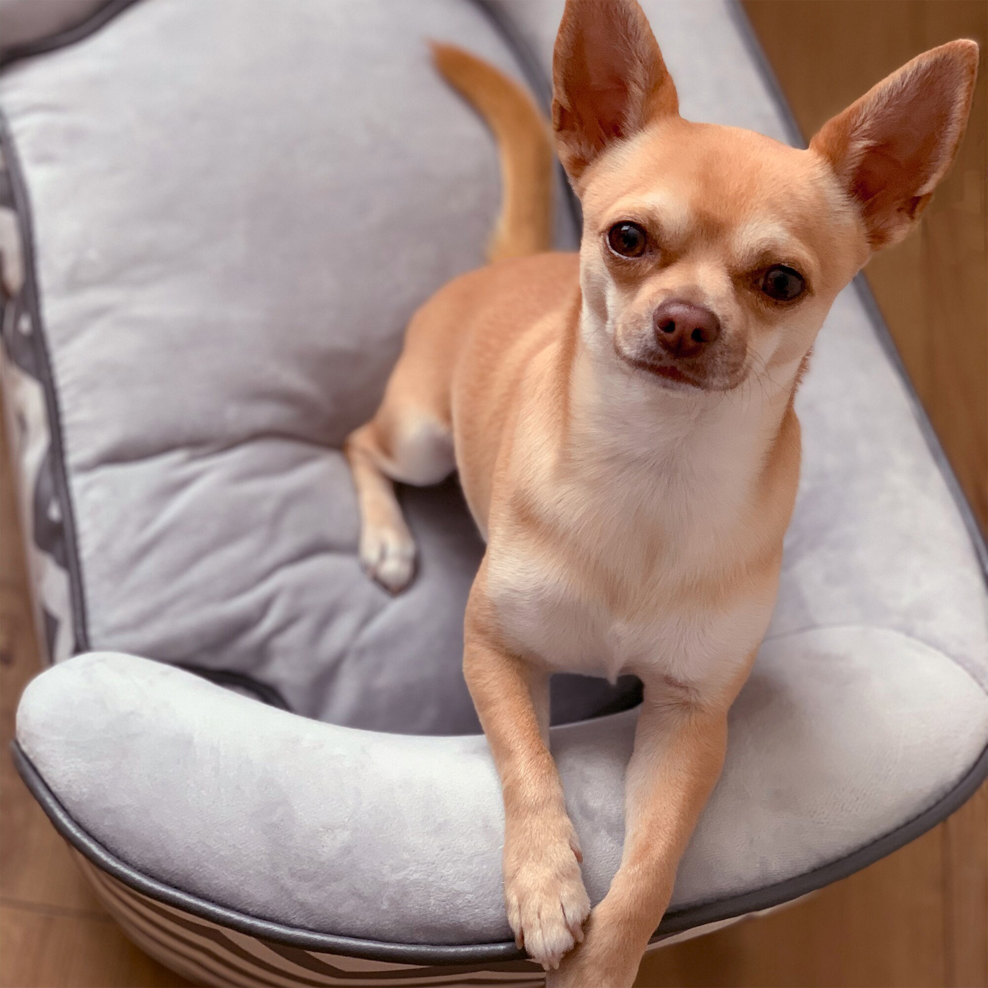 PawHut Hundebett mit Kissen grau 66,5 x 40,5 x 33,5 cm (LxBxH)