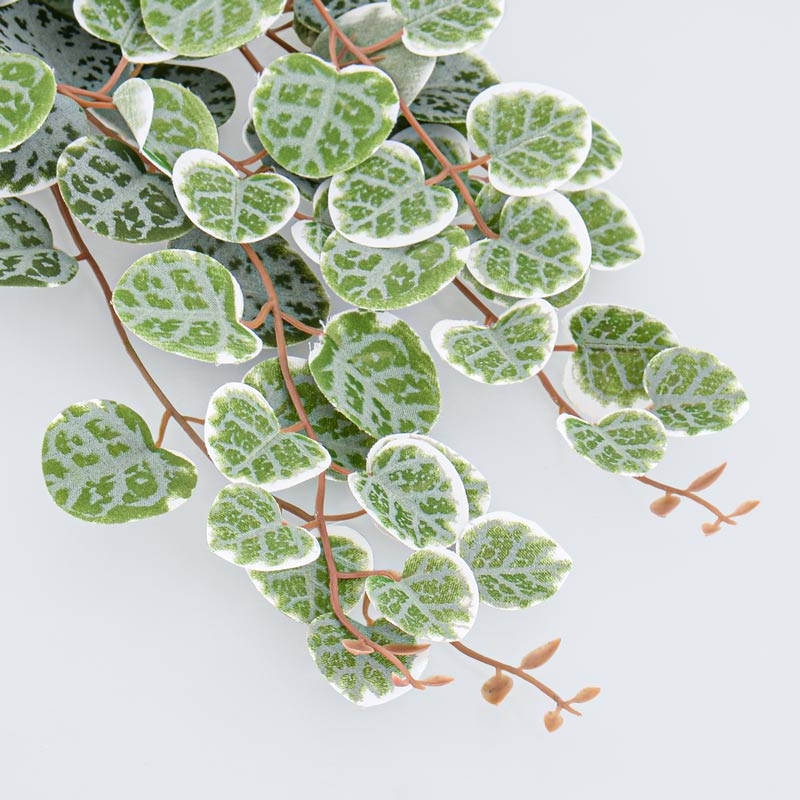 Branche de ceropegia vert
