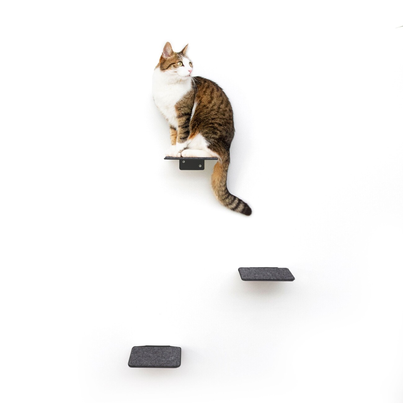 LucyBalu STEPS Katzentreppe anthrazit S