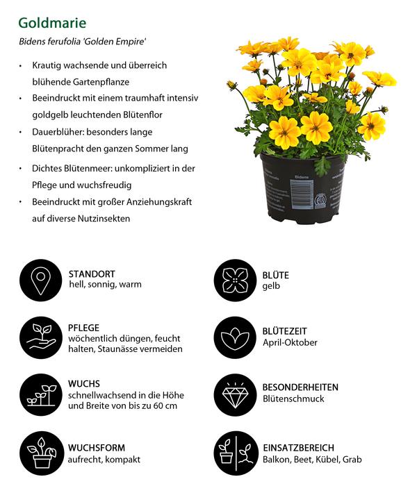 Beet- & Balkonpflanzen-Set Sonnengruß,