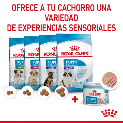 Latas de mousse Royal Canin Starter Mommy & Baby para cães