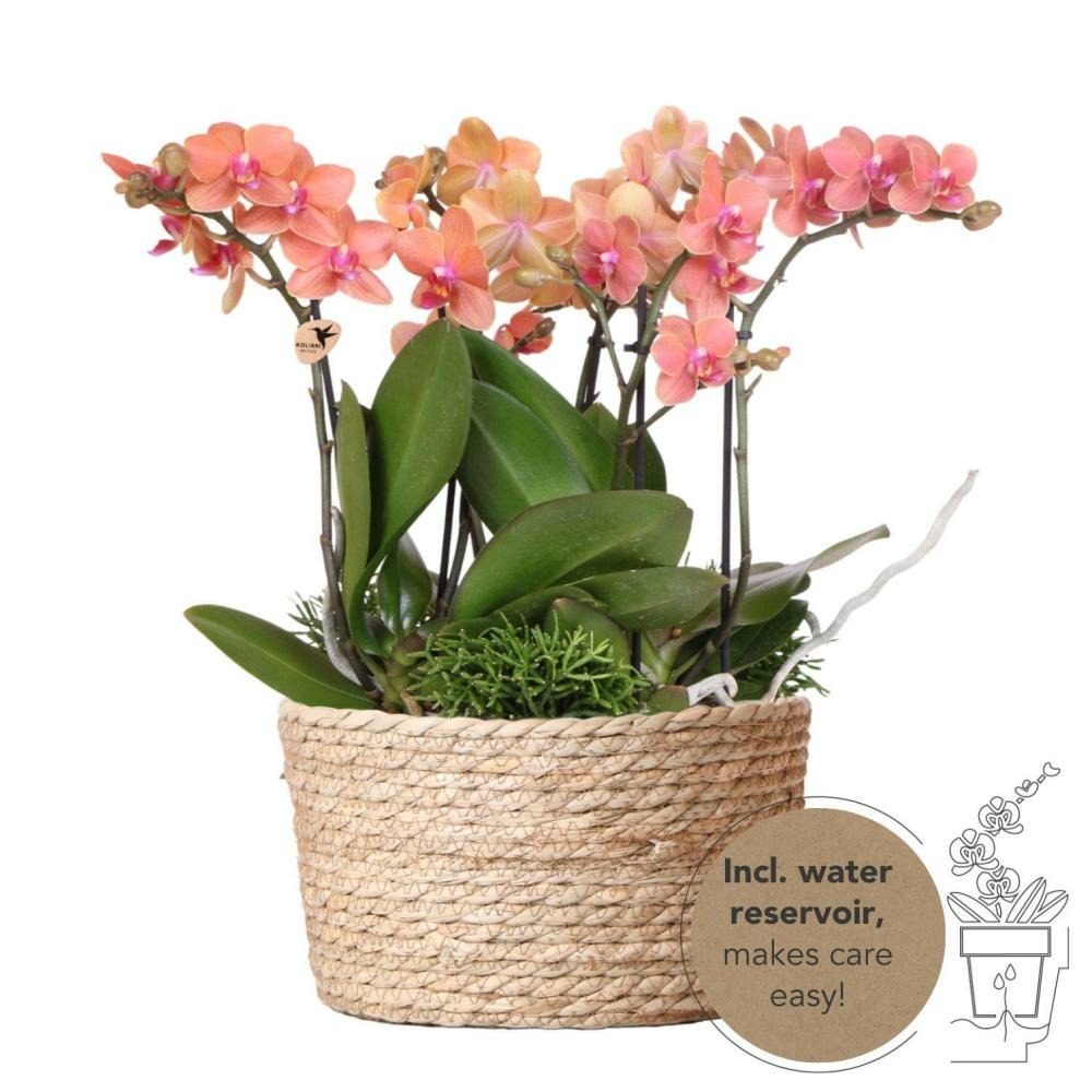 Plante d'intérieur - composition dans un panier en osier avec réservoir d'eau de 3 orchidées oranges et 3 rhipsalis 35cm