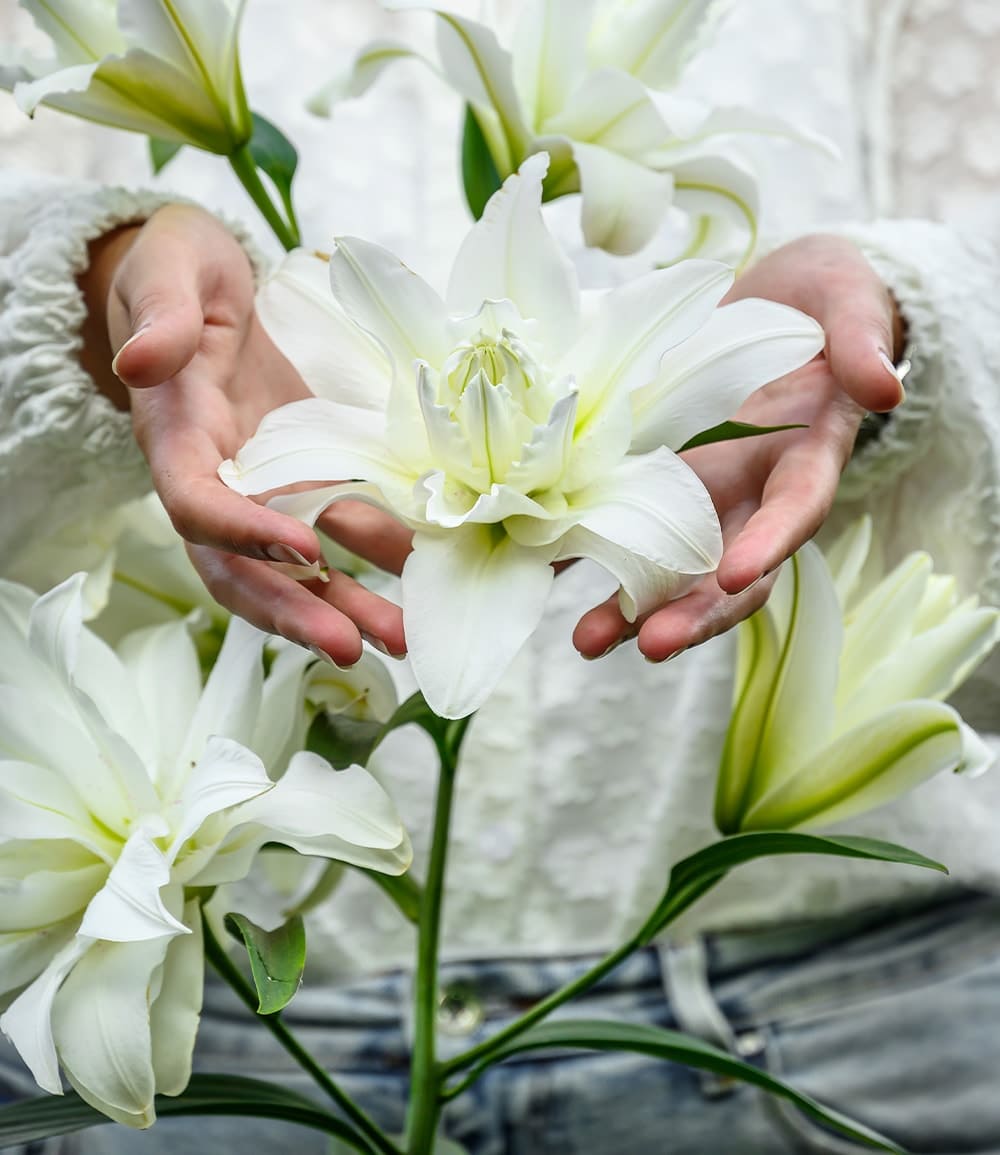 Duft-Lilien 'Lotus Mix'