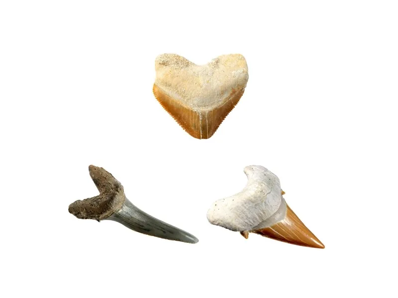National Geographic Shark Teeth Dig Kit