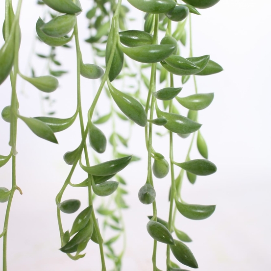 Senecio Herreianus suspension - pot D17cm