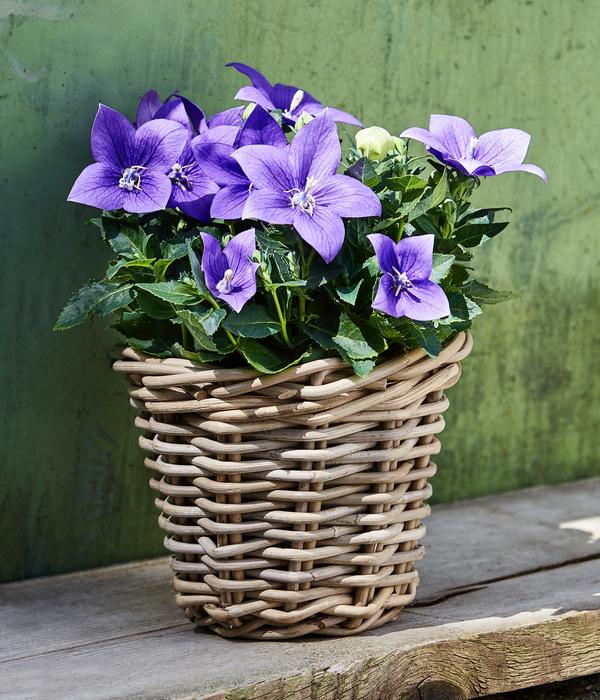 Ballonblume
