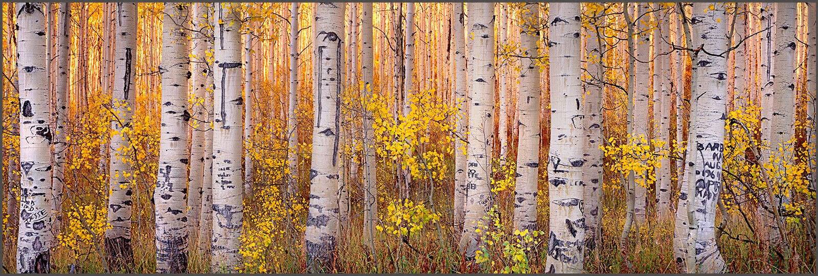 Forest Sunset by Steven Friedman - Limited Edition. Edition of: 150. Signed.