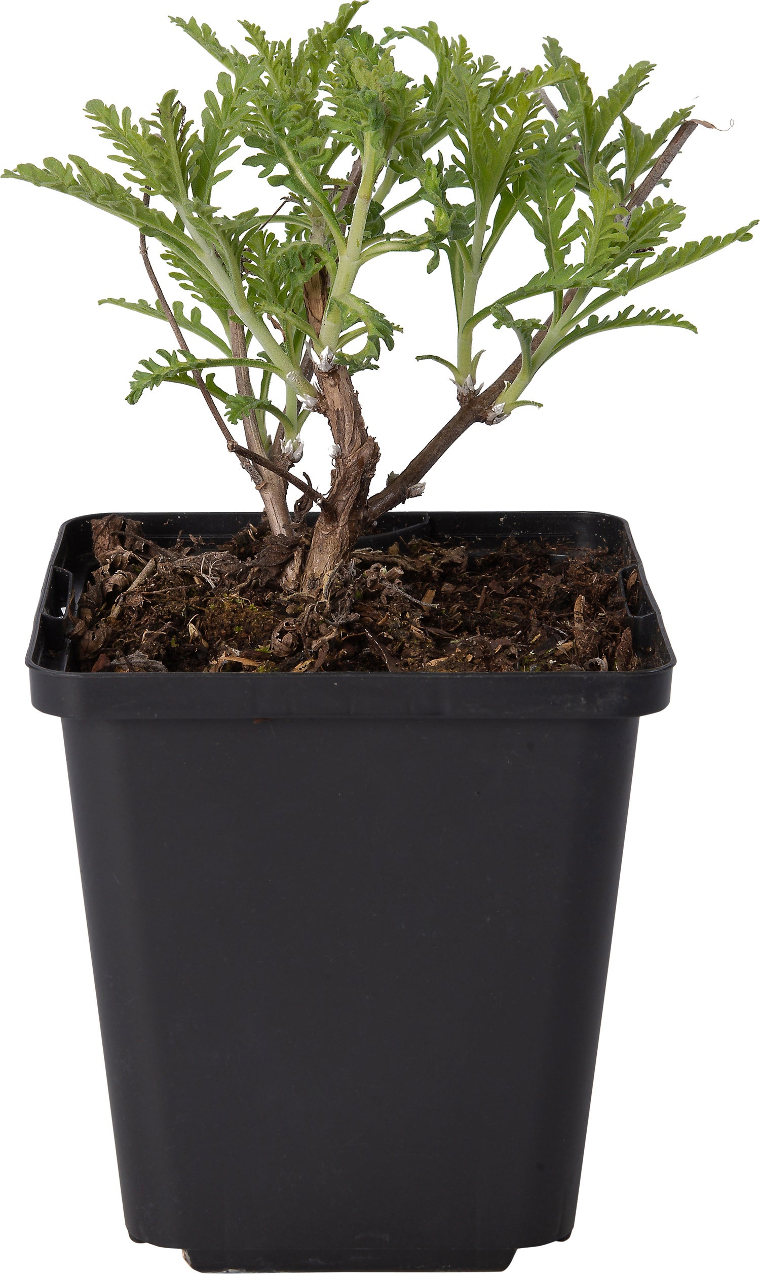 Reuzenlavendel (Perovskia atriplicifolia 'Blue Spire') D 9 H 10 cm