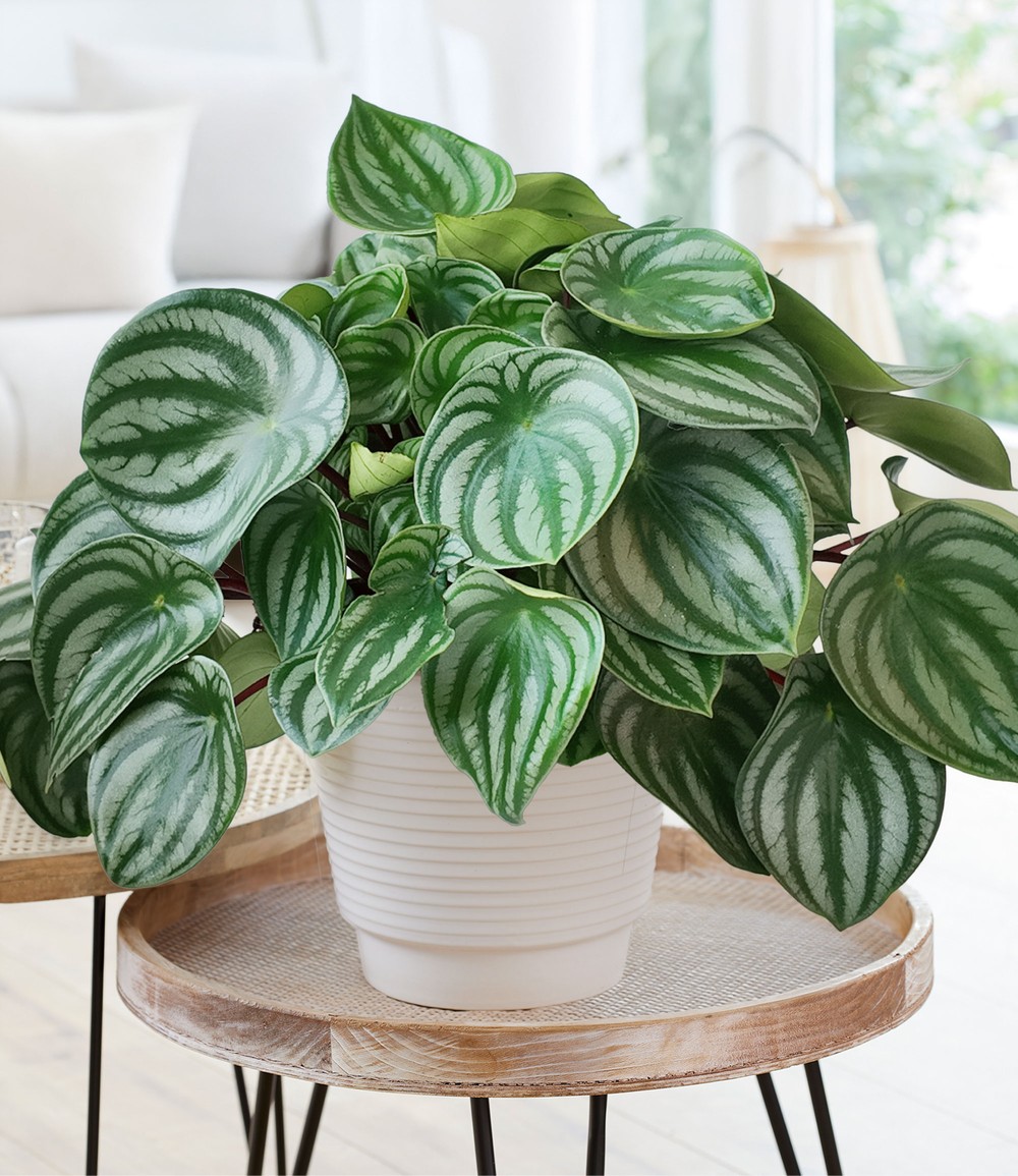 Peperomia 'Watermelon' im 17 cm-Topf