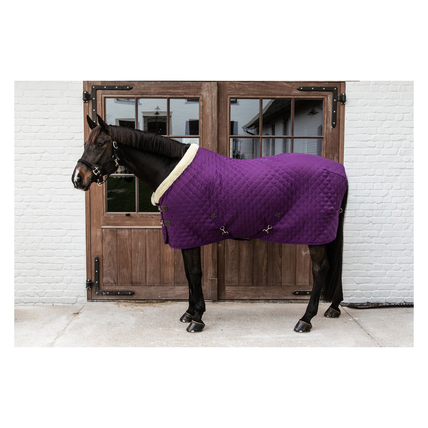 KENTUCKY Show Rug - purple royal