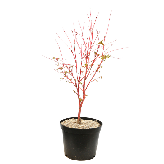 Acer palmatum 'Sango-Kaku' : C7L h.60/80cm