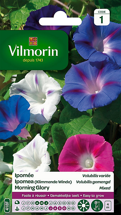 Graines d'Ipomée Volubilis Variée Vilmorin