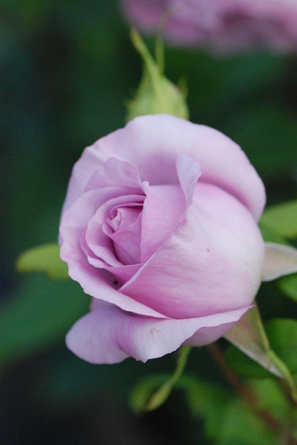 Rosier 'the pride' ? - 5l